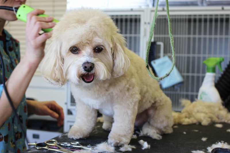 veterinaire-MARIE-min_white_dog_grooming_pet_pet_grooming_salon_groomer_fur-678977